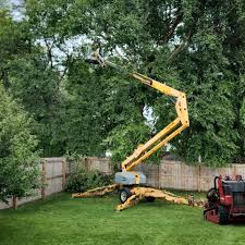 Best Root Management and Removal  in Trexlertown, PA