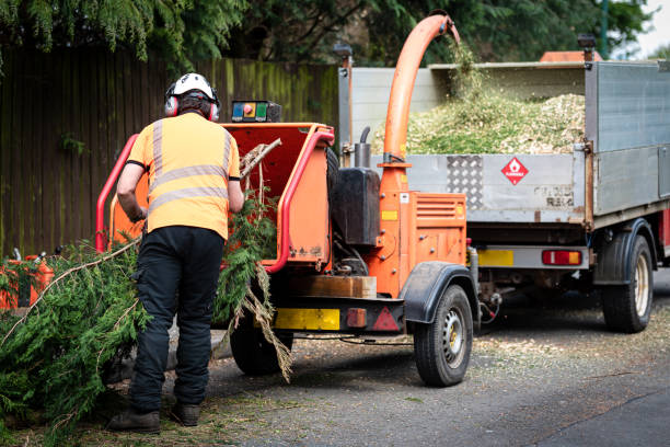 Best Tree Disease Treatment  in Trexlertown, PA