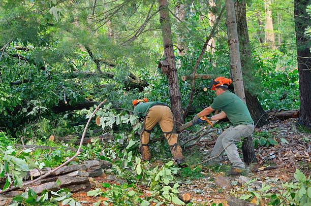 Best Emergency Tree Removal  in Trexlertown, PA