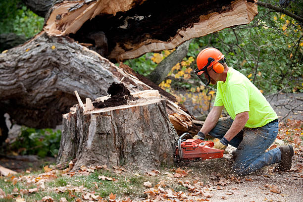 Trusted Trexlertown, PA Tree Services Experts