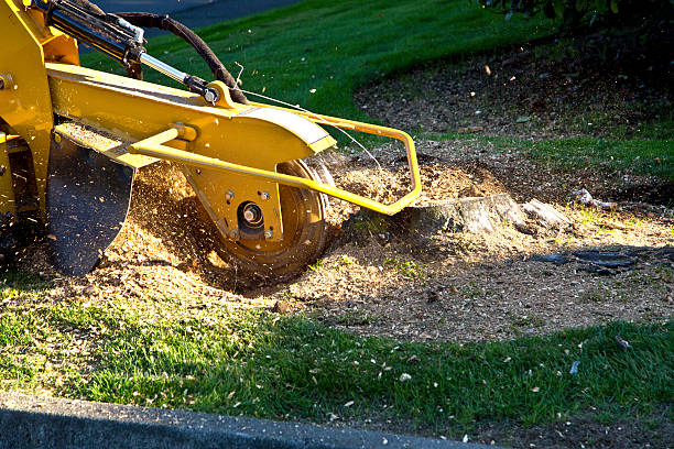 How Our Tree Care Process Works  in  Trexlertown, PA